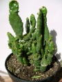 Опунция (Opuntia)