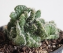 Опунция (Opuntia fulgida f. cristata)