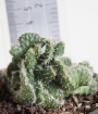 Опунция (Opuntia fulgida f. cristata)