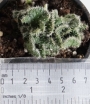 Опунция (Opuntia fulgida f. cristata)