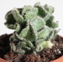 опунция opuntia