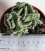 Опунция (Opuntia fulgida f. cristata)