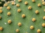 Опунция (Opuntia microdasys)