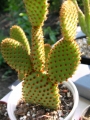 Опунция голяма (Opuntia rufida Opuntia microdasys)