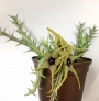 Орбея (Orbea caudata)