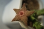 Орбея (Orbea cooperi)