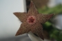 Орбея (Orbea cooperi)