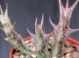 Орбея (Orbea distincta)