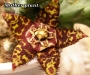 Орбея (Orbea halipedicola)