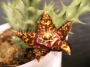 Орбея (Orbea halipedicola)