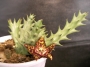 Орбея (Orbea halipedicola)