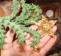 Орбея (Orbea halipedicola)