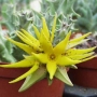 Орбея (Orbea lutea)