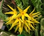 Орбея (Orbea lutea)