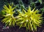 Орбея (Orbea lutea)