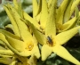 Орбея (Orbea lutea)
