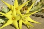 Орбея (Orbea lutea)