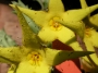 Орбея (Orbea lutea)