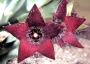 Орбея (Orbea melanantha)