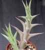 Орбия (Orbea tapscottic)