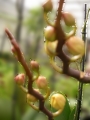 Орхидея Фаленопсис микс (Orchidaceae Phalaenopsis mix)