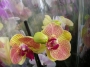 Орхидея Фаленопсис (Orchidaceae Phalaenopsis)