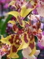 Орхидея Камбрия (Orchidaceae Cambria Orchid)