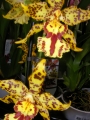 Орхидея Камбрия (Orchidaceae Cambria Orchid)