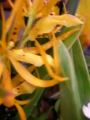 Орхидея Камбрия (Orchidaceae  Вrassada Mivada Orchid)