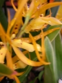 Орхидея Камбрия (Orchidaceae  Вrassada Mivada Orchid)