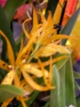 Орхидея Камбрия (Orchidaceae  Вrassada Mivada Orchid)
