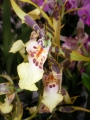 Орхидея Камбрия (Orchidaceae Cambria Orchid)