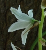 Орнитогалум нутанс, гарвански лук (Ornithogalum nutans)