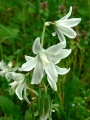 Орнитогалум нутанс, гарвански лук (Ornithogalum nutans)