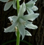 Орнитогалум нутанс, гарвански лук (Ornithogalum nutans)