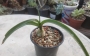 Орнитогалум (Ornithogalum caudatum)