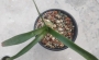 Орнитогалум (Ornithogalum caudatum)