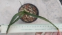 Орнитогалум (Ornithogalum caudatum)