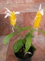Пахистахис (Pachystachys)