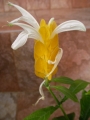 Пахистахис (Pachystachys)
