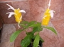 Пахистахис (Pachystachys)