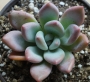 Граптоверия (Graptoveria opalina)
