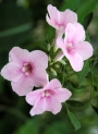 Пандорея, семена (Pandorea jasminoides)