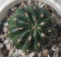 Пародия или нотокактус (Parodia or notocactus)