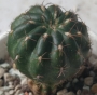 Пародия или нотокактус (Parodia or notocactus)