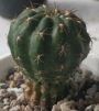Пародия или нотокактус (Parodia or notocactus)