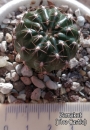 Пародия или нотокактус (Parodia or notocactus)
