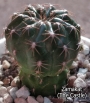 Пародия или нотокактус (Parodia or notocactus)
