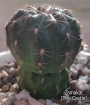 Пародия или нотокактус (Parodia or notocactus)