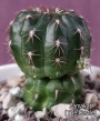 Пародия или нотокактус (Parodia or notocactus)